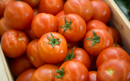 TOMATE RONDE france cal 67 cat 2