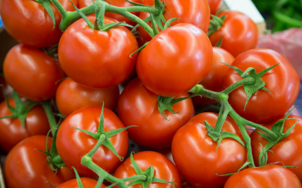 TOMATE RONDE grappe france cat 2