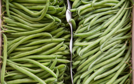 HARICOT VERT FRANCE CAT 2