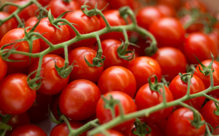 TOMATE CERISE GRAPPE belgique cat 1