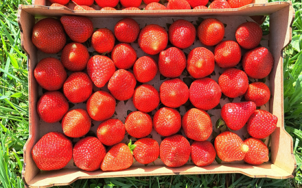 LOT 2 PLATEAUX  FRAISE 1 KG ESPAGNE