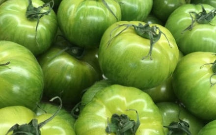 TOMATE GREEN ZEBREE France cat 1