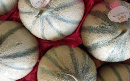 MELON MAROC CAT 2