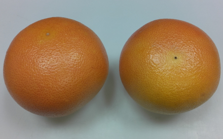POMELOS rose lot de 2 pièces cal 40 cat 1