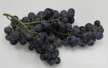 RAISIN MUSCAT France provence cat2