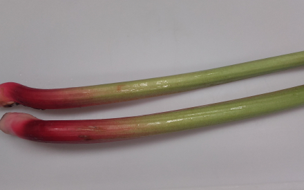 RHUBARBE import cat 1