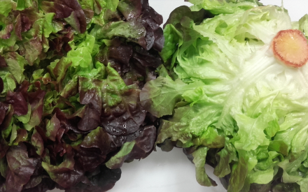 SALADE CHÊNE ROUGE France cat 1 lot de 2 pièces