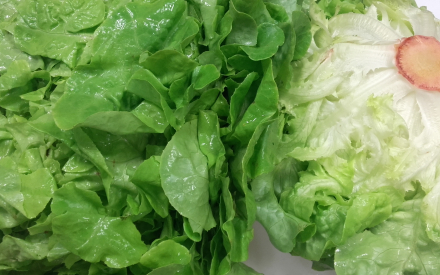 SALADE CHÊNE VERTE France cat 1 lot de 2 pièces