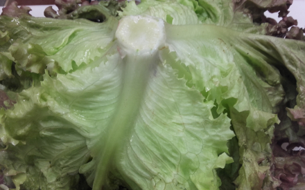 SALADE BATAVIA ROUGE HVE FRANCE CAT 2
