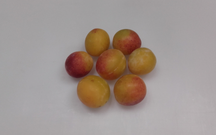 PRUNE MIRABELLE FRANCE CAT 2