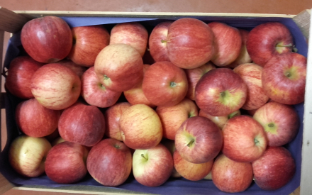 POMME ROYAL GALA france au colis 8.2kg x 1.46€