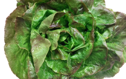 SALADE rougette France cat 2