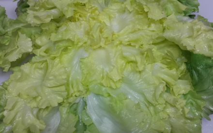 SALADE SCAROLE france cat 2