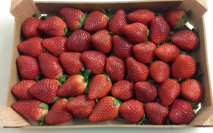 FRAISE plateau 1 kg espagne cat 1