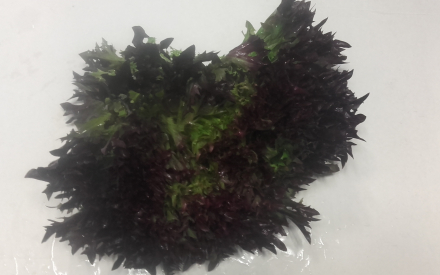 SALADE multifeuille France cat 2