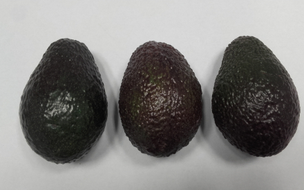 AVOCAT Espagne cal 22 lot de 3 pièces