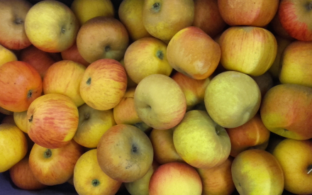 POMME Boskoop COLIS 4.10 kg x 3.40€ France