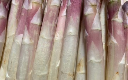 ASPERGE BLANCHE FRANCE CAT 2 CAL 22