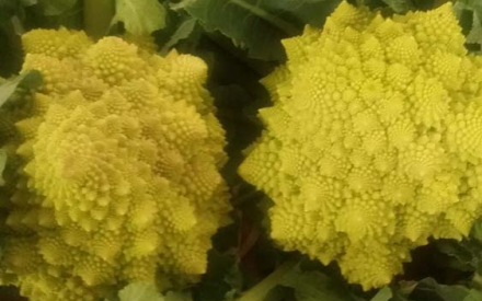CHOU ROMANESCO  LA PIECE FRANCE  CAT 2