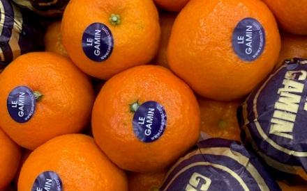 CLEMENTINE ORI gamin afrique cal 1cat 2