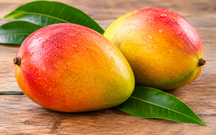 LOT 2 MANGUE ESPAGNE CAT2