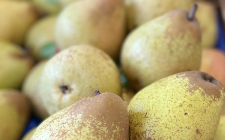 POIRE ROCHA portugale cal 60 cat 2