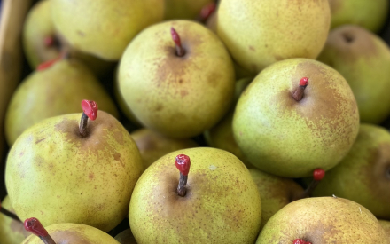 POIRE  passe crassane cal 75 France cat 1