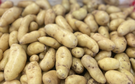 POMME DE TERRE RATTE  FRANCE CAT 2