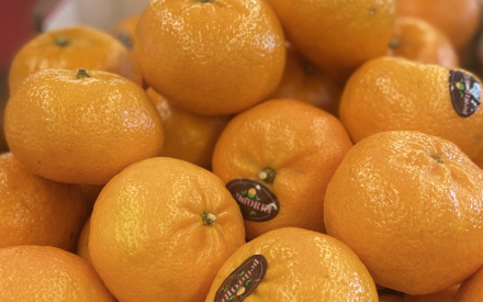 CLEMENTINE ORRI n1 israelcat 2