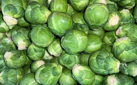 CHOU DE BRUXELLES pqt 1 kg hollande cat 2