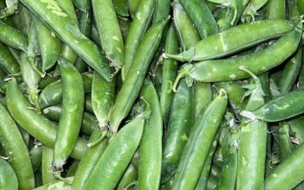 PETIT POIS italie cat 2