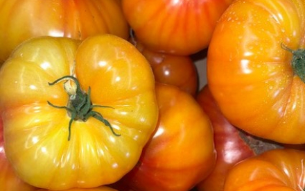 TOMATE jaune France cat 2