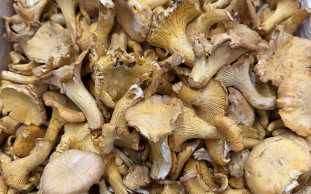 CHAMPIGNON GIROLLE import CAT2