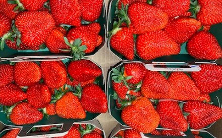 FRAISE France 500 cat 2