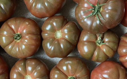TOMATE noir de crime France cat 2