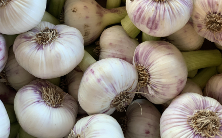 AIL  FRAIS ?gypte  CAT 2