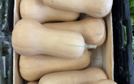 COURGE BUTERNUT FRANCE CAT 2