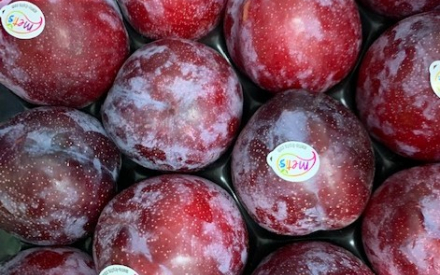 PRUNE rouge france cat 2