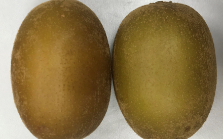 KIWI GOLD Nouvelle Zelande cat 2 lot de 2 pièces