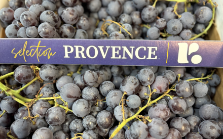 RAISIN MUSCAT FRANCE PROVENCE CAT2