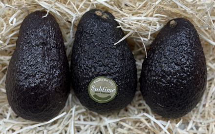AVOCAT PEROU   cal 22 lot de 3 pièces