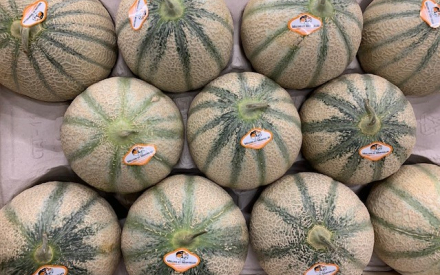 MELON france 1,5kg cat 2