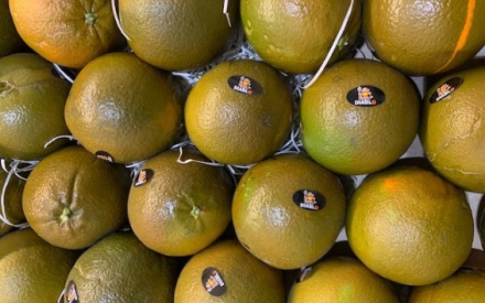 ORANGE CHOCOLAT CAT2 CAL 4 ESPAGNE