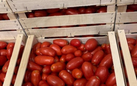 TOMATE ROMA coulis France cat 2