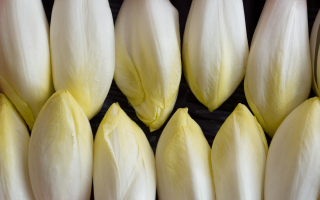 ENDIVE France rhone cat 2