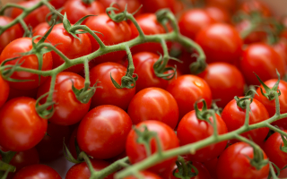 TOMATE CERISE GRAPPE belgique cat 2