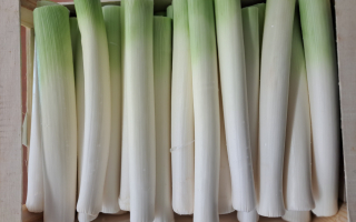 BLANC DE POIREAU FRANCE CAT 2