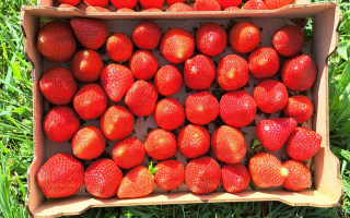 LOT 2 PLATEAUX  FRAISE 1 KG ESPAGNE