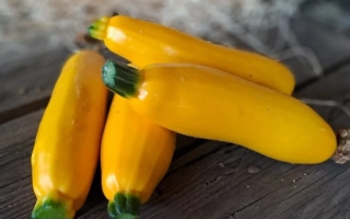 COURGETTE JAUNE FRANCE  CAT 2