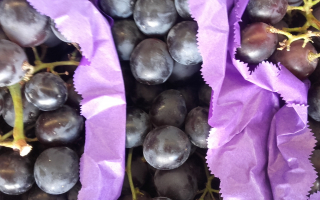 RAISIN noire afrique du sud cat 2
